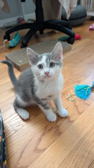 Bean