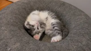 Bean