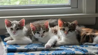 Bliss