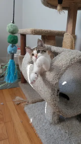 Biscuit