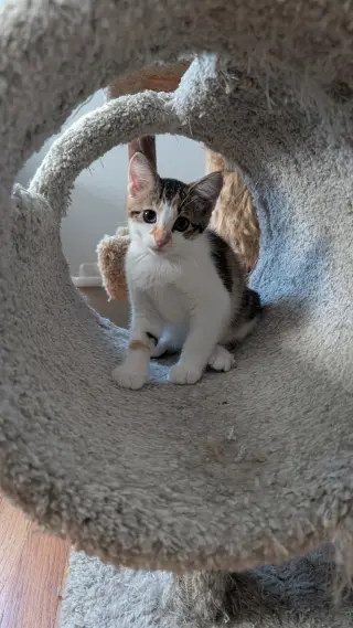 Biscuit