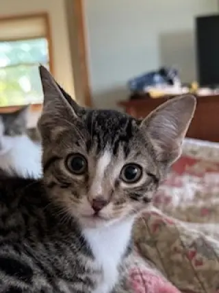 Jaxie