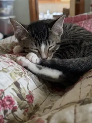 Jaxie