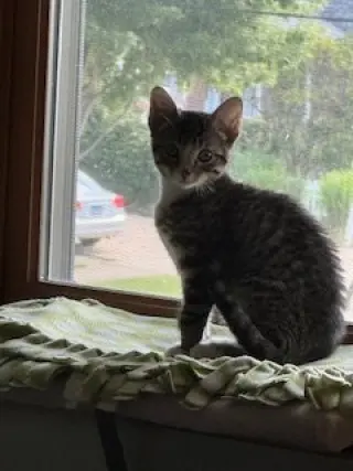 Jaxie