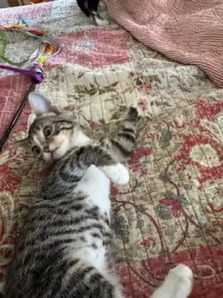 Jaxie