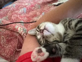 Jaxie