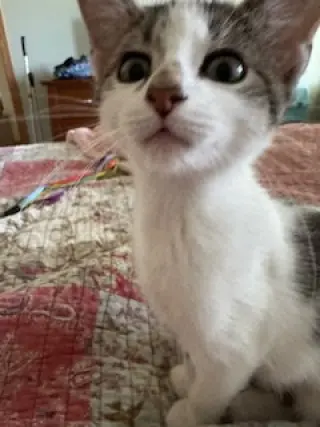 Pixie