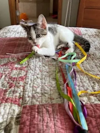 Pixie