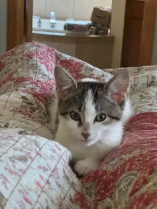 Pixie