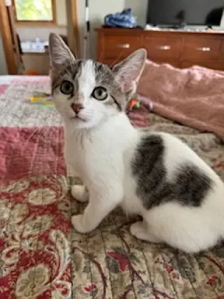 Pixie