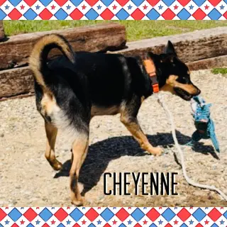 Cheyenne