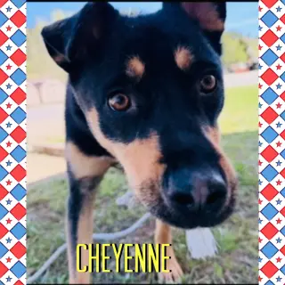 Cheyenne