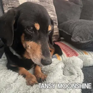 Tansy Moonshine