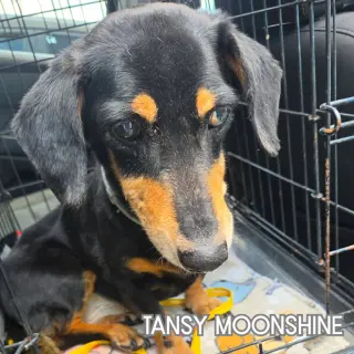 Tansy Moonshine