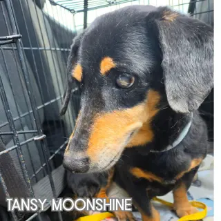 Tansy Moonshine