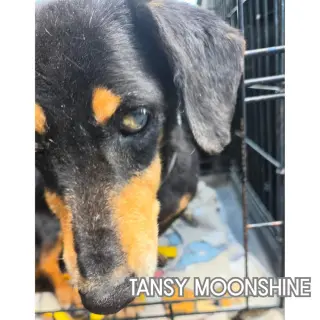 Tansy Moonshine