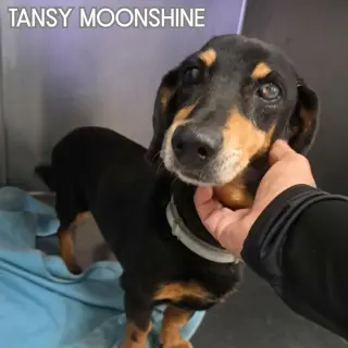 Tansy Moonshine