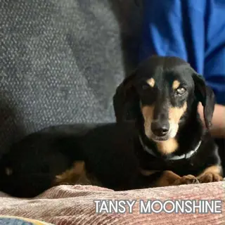 Tansy Moonshine