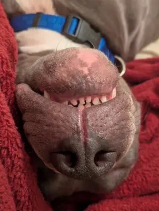 Roscoe