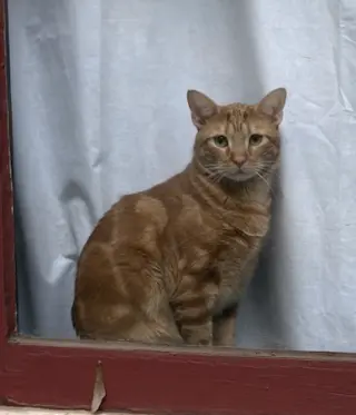 Mr. Man Bonded with Miss Kitty