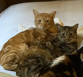 Mr. Man Bonded with Miss Kitty