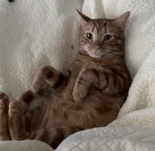 Mr. Man Bonded with Miss Kitty