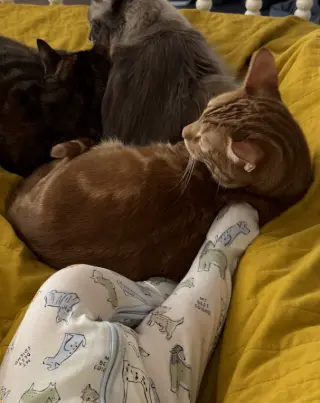 Mr. Man Bonded with Miss Kitty