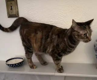 Miss Kitty Bonded to Mr Man