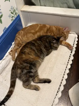 Miss Kitty Bonded to Mr Man