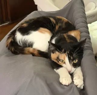 Goopy Bonded with Polly Pocket