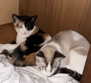 Goopy Bonded with Polly Pocket