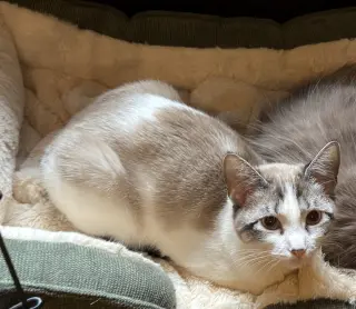 Polly Pocket Bonded with Goopy