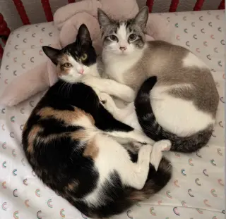 Polly Pocket Bonded with Goopy