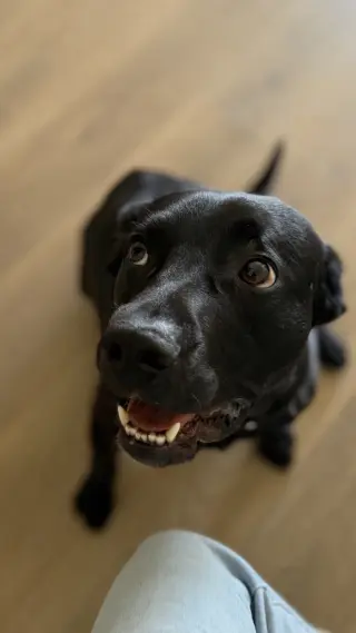 Ralphie
