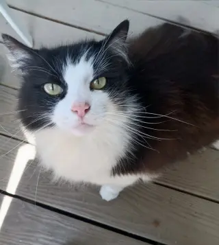 HUNTER THE BOBTAIL