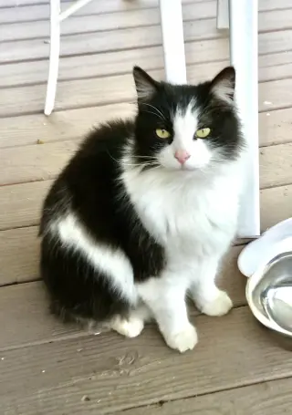 HUNTER THE BOBTAIL