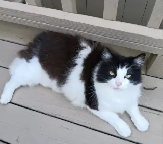 HUNTER THE BOBTAIL