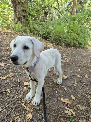 Willow