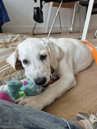 Willow