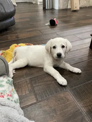 Willow