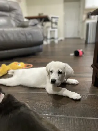 Willow