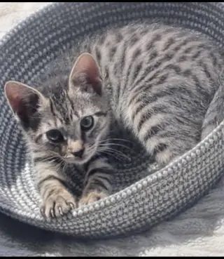 Smoothie, Willow Grove Area, (FCID 06/26/2026-110)