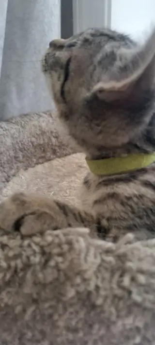 Smoothie, Willow Grove Area, (FCID 06/26/2026-110)