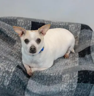 Chewy