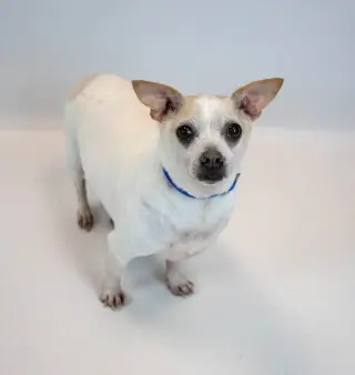 Chewy