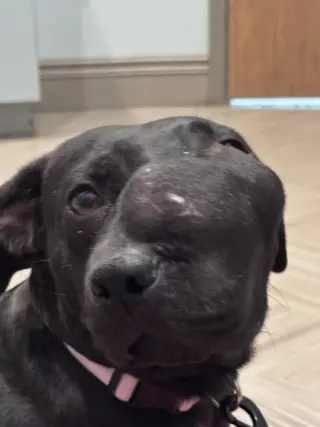 KitKat (Georgia)