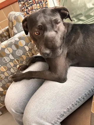 KitKat (Georgia)