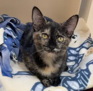 Kitten Vanity
