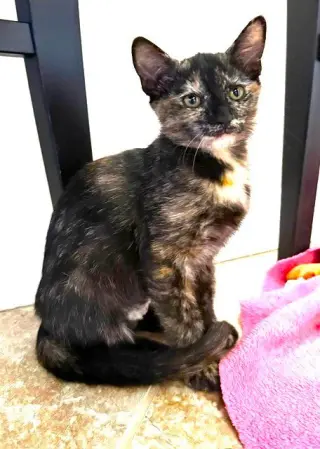 Kitten Vanity