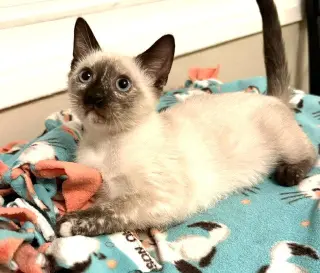 Kitten Vanna